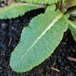 Primula × polyantha Blad