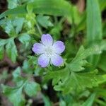 Nemophila phacelioides Цвят