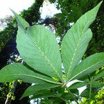 Aesculus glabra Blatt