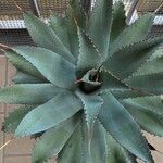 Agave parryiHostoa