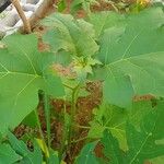 Solanum capsicoides List