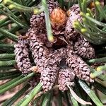 Pinus heldreichii Outro