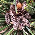 Pinus heldreichii অন্যান্য