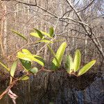 Smilax laurifolia Habitus