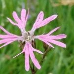 Dianthus superbusÕis