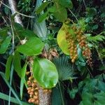 Citharexylum caudatum Blad