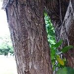 Cordia dentata Φλοιός