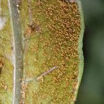 Bolbitis auriculata Leaf