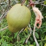 Pachira glabra Fruit