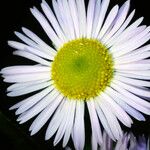 Erigeron annuus Blomma