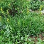Bulbine bulbosa Yeri