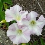Calystegia sepium Floare
