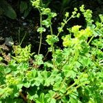 Alchemilla sericata عادت داشتن