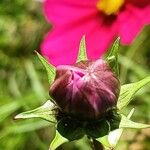 Cosmos bipinnatus Inny