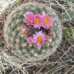 Pediocactus simpsonii Foglia