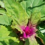 Chenopodium giganteum Leaf