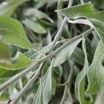 Pyrus salicifolia Bark