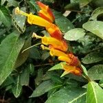 Sanchezia speciosa Цветок