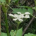 Heracleum lanatum Квітка