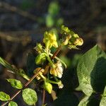 Senna occidentalis Habit