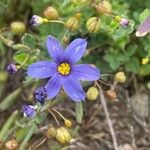 Sisyrinchium langloisii Flower