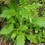 Erigeron floribundus Ліст