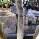 Cleistocactus strausii Habit