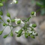 Kernera saxatilis Hedelmä