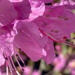 Rhododendron dauricum Flower