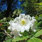 Rhododendron decorum Flor