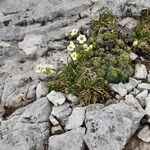 Saxifraga squarrosa Flower