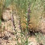 Penstemon secundiflorus Habit