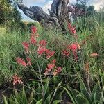 Aloe secundiflora Kvet