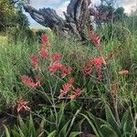 Aloe secundiflora Kukka