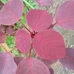 Euphorbia cotinifolia Leaf