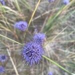 Jasione maritimaFloare