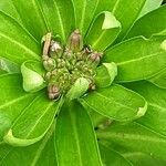 Erysimum cheiranthoides Blüte