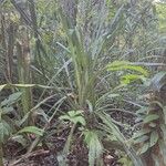 Aechmea magdalenae Leaf