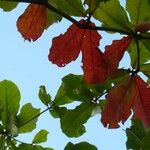 Terminalia catappa Leaf