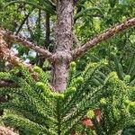 Araucaria laubenfelsii عادت داشتن