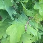 Quercus × rosacea Blad