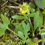 Ranunculus pygmaeus Kita