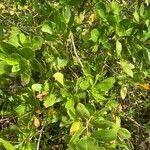 Conocarpus erectus Leaf