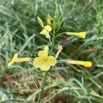Brassica barrelieri Fleur