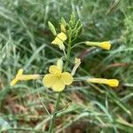 Brassica barrelieri 花