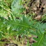 Engelmannia peristenia Leaf