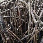 Rhizophora racemosa Кора
