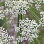 Laserpitium gallicum Flower
