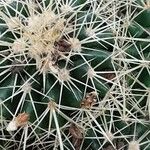 Echinocactus grusonii Leaf