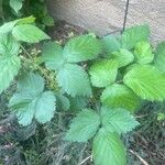 Rubus camptostachys 葉